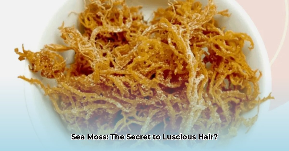 benefits-of-sea-moss-for-hair